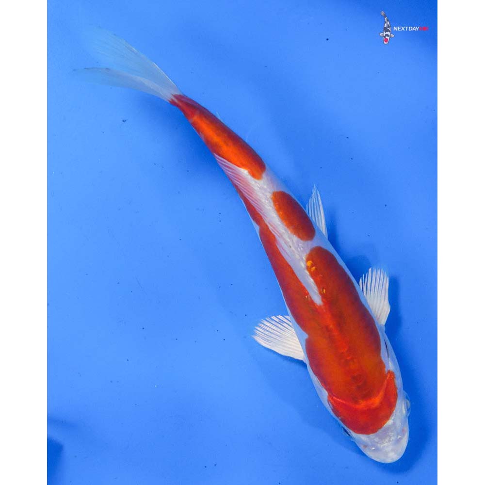 7.5” Imported Kikusui