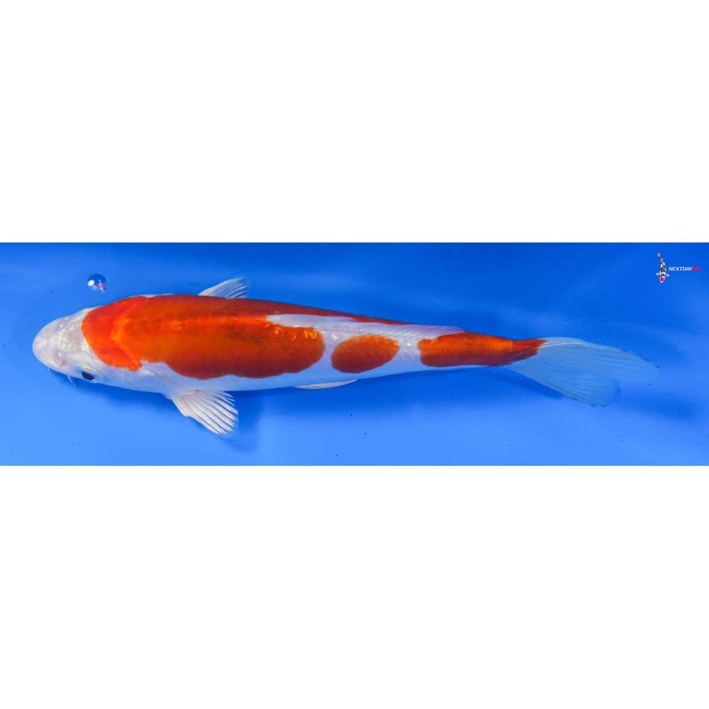7.5” Imported Kikusui