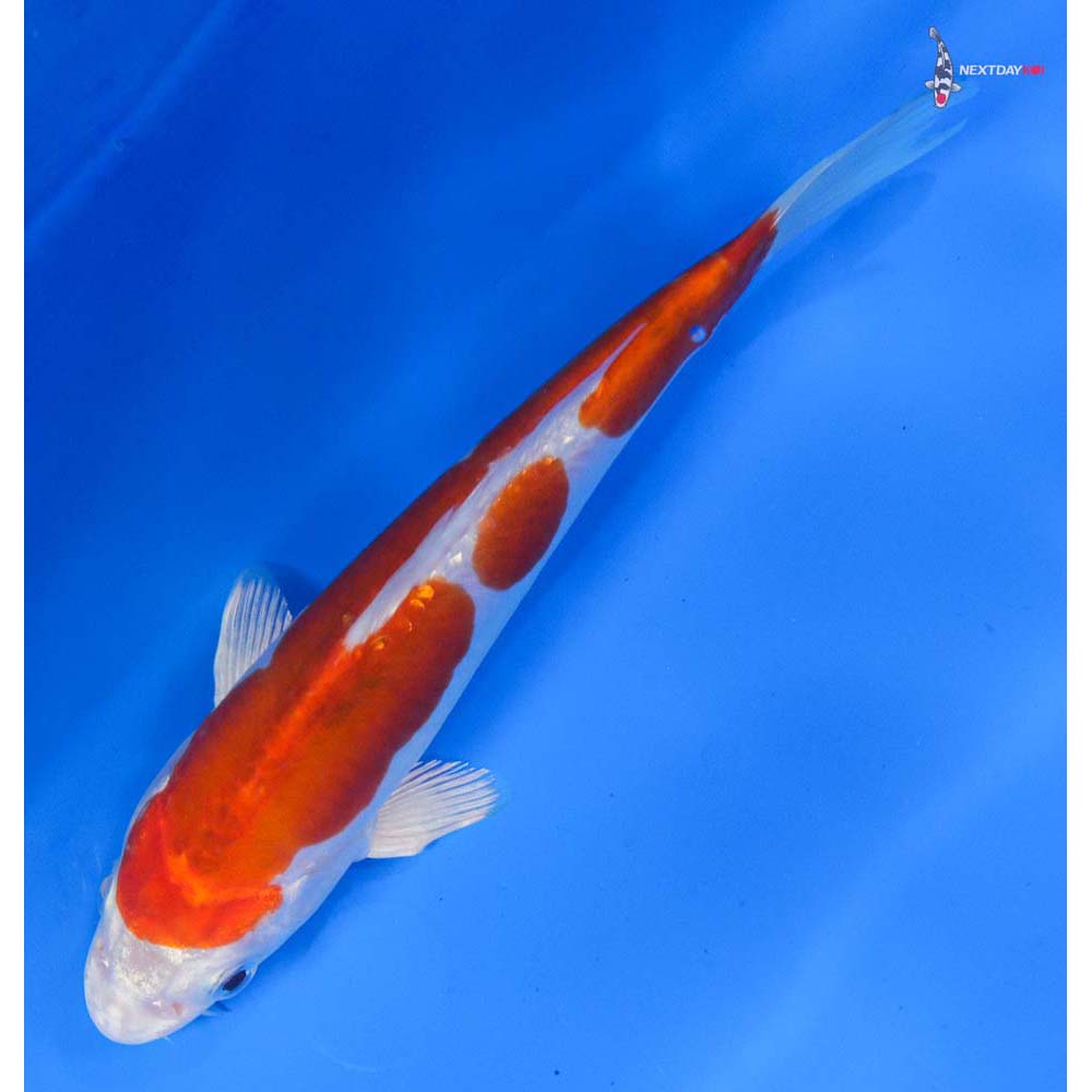 7.5” Imported Kikusui