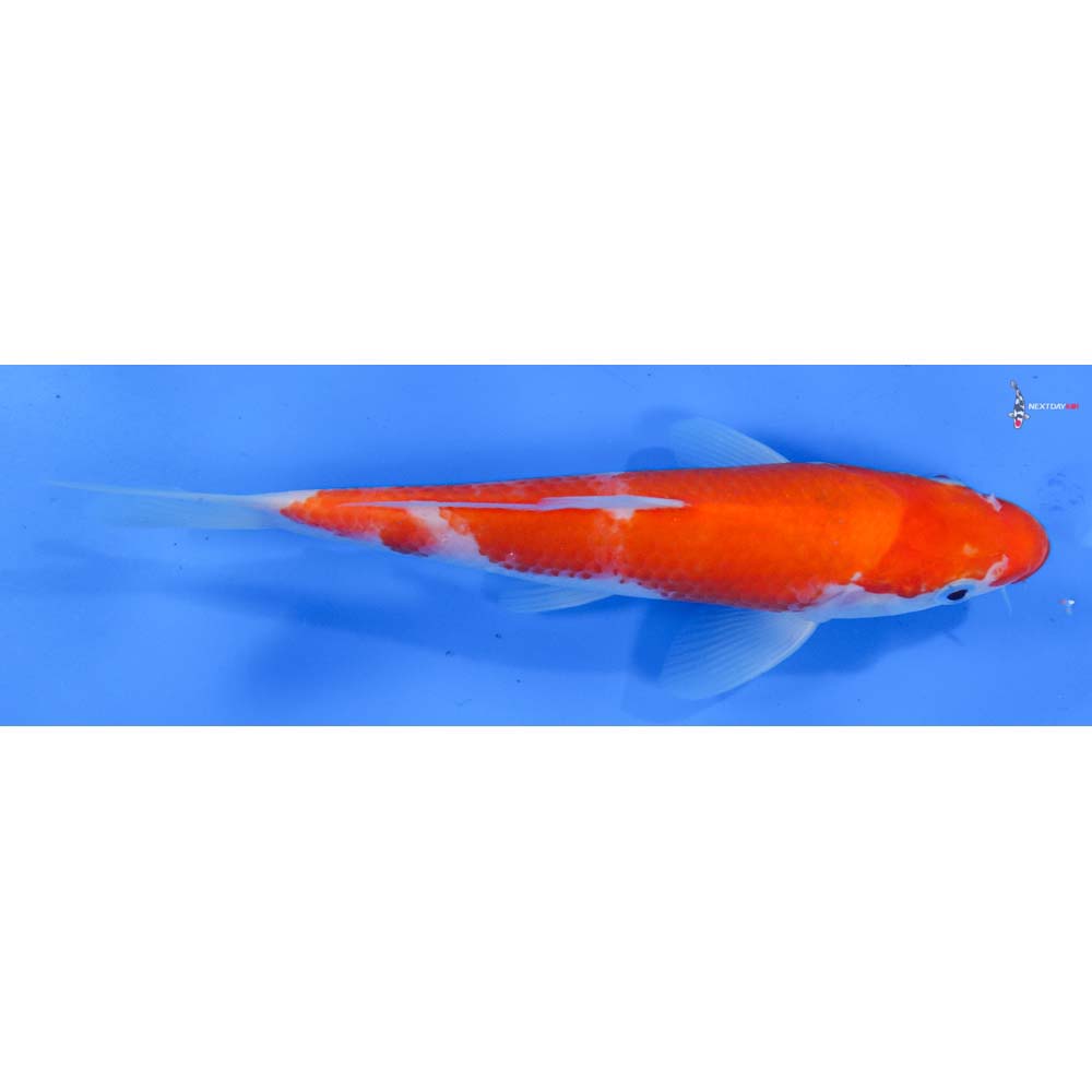 7.5” Imported Kohaku