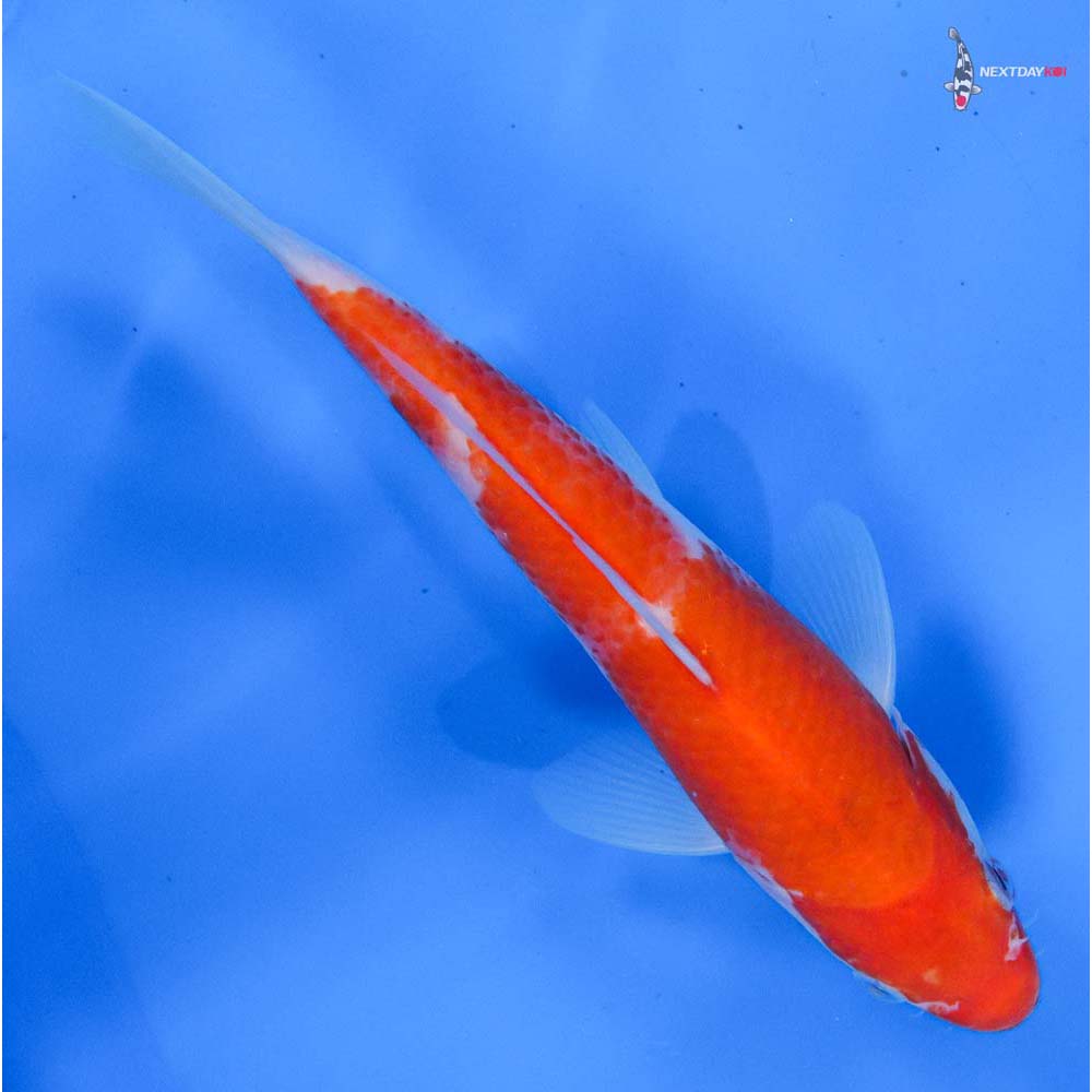 7.5” Imported Kohaku