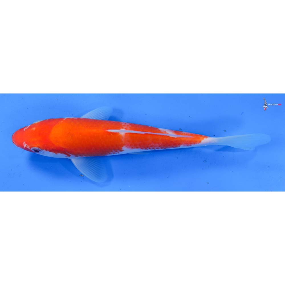 7.5” Imported Kohaku