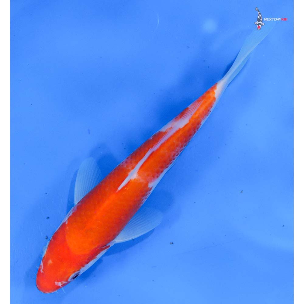 7.5” Imported Kohaku
