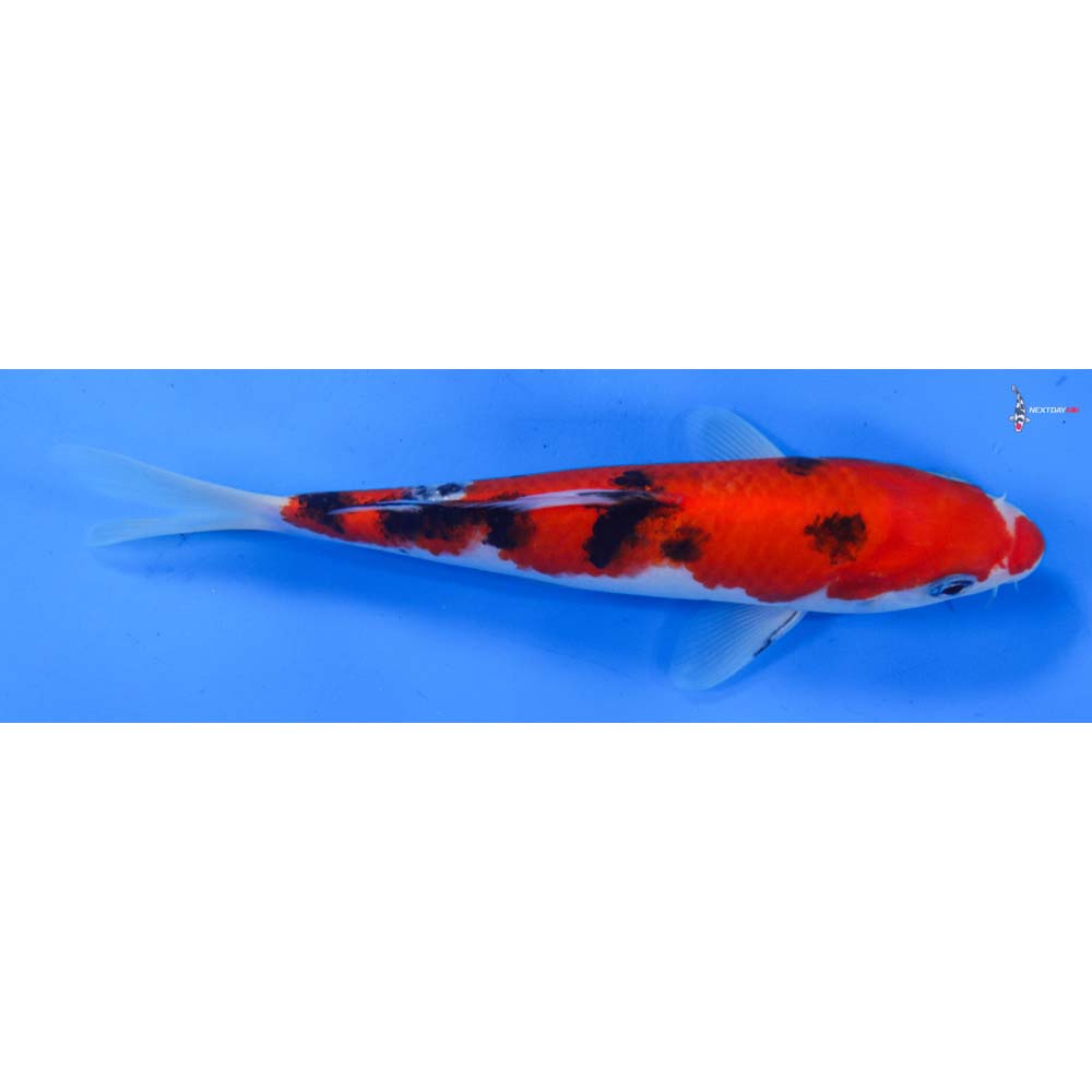 7.5” Imported Sanke