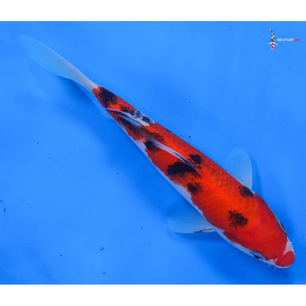 7.5” Imported Sanke