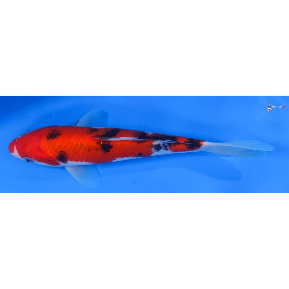 7.5” Imported Sanke