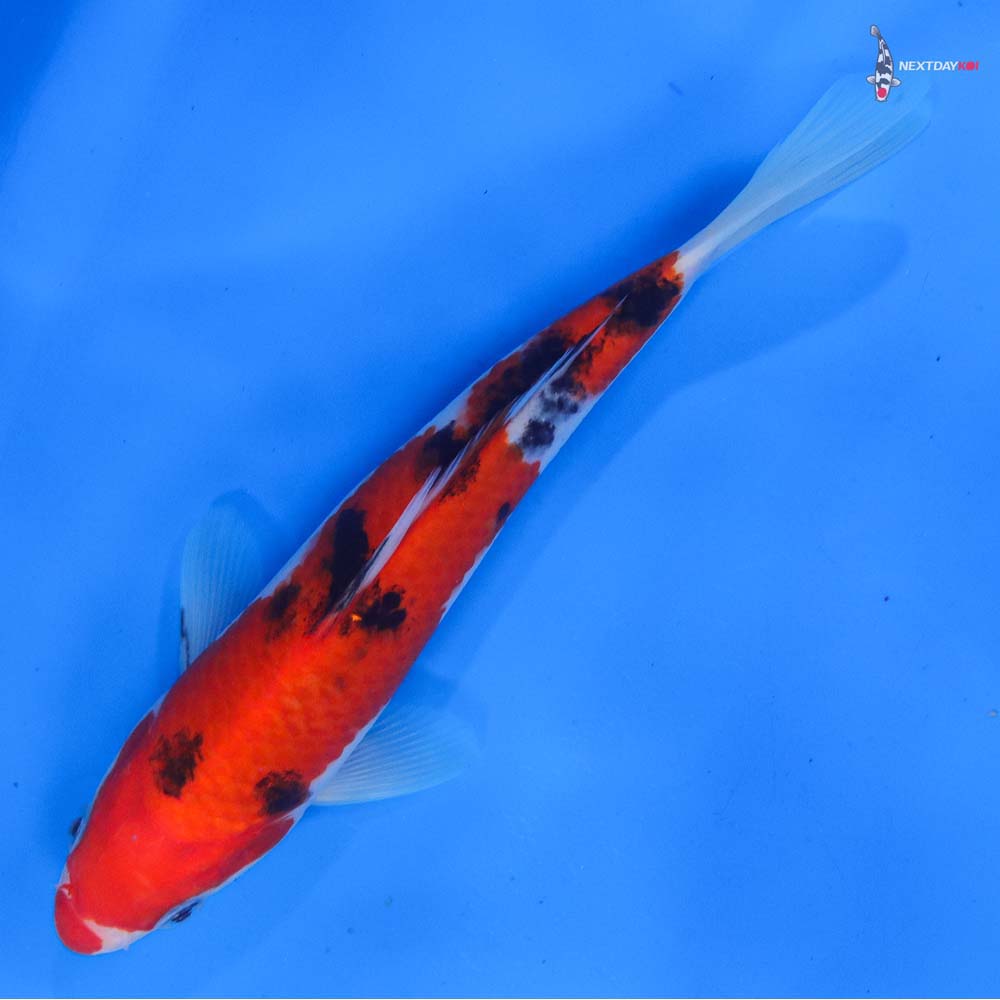 7.5” Imported Sanke