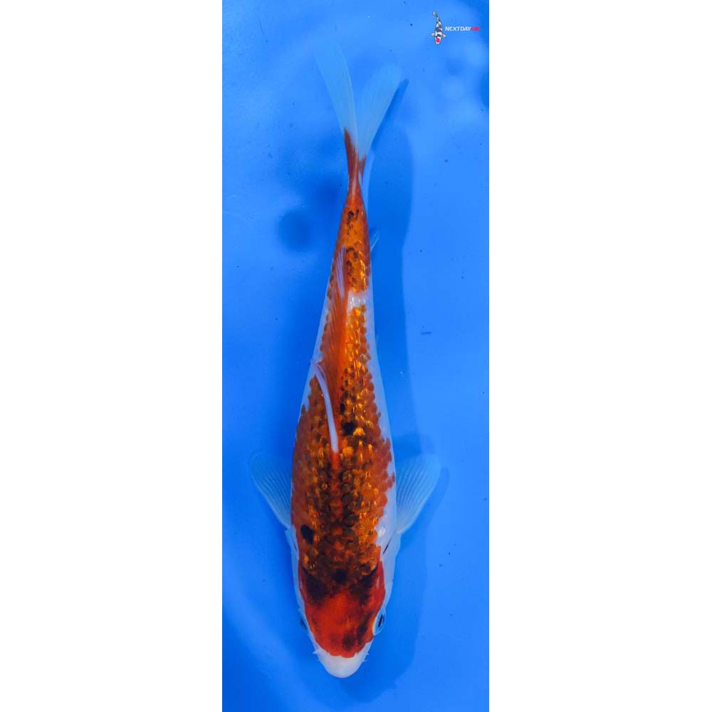 7.5” Imported Gin Rin Goromo