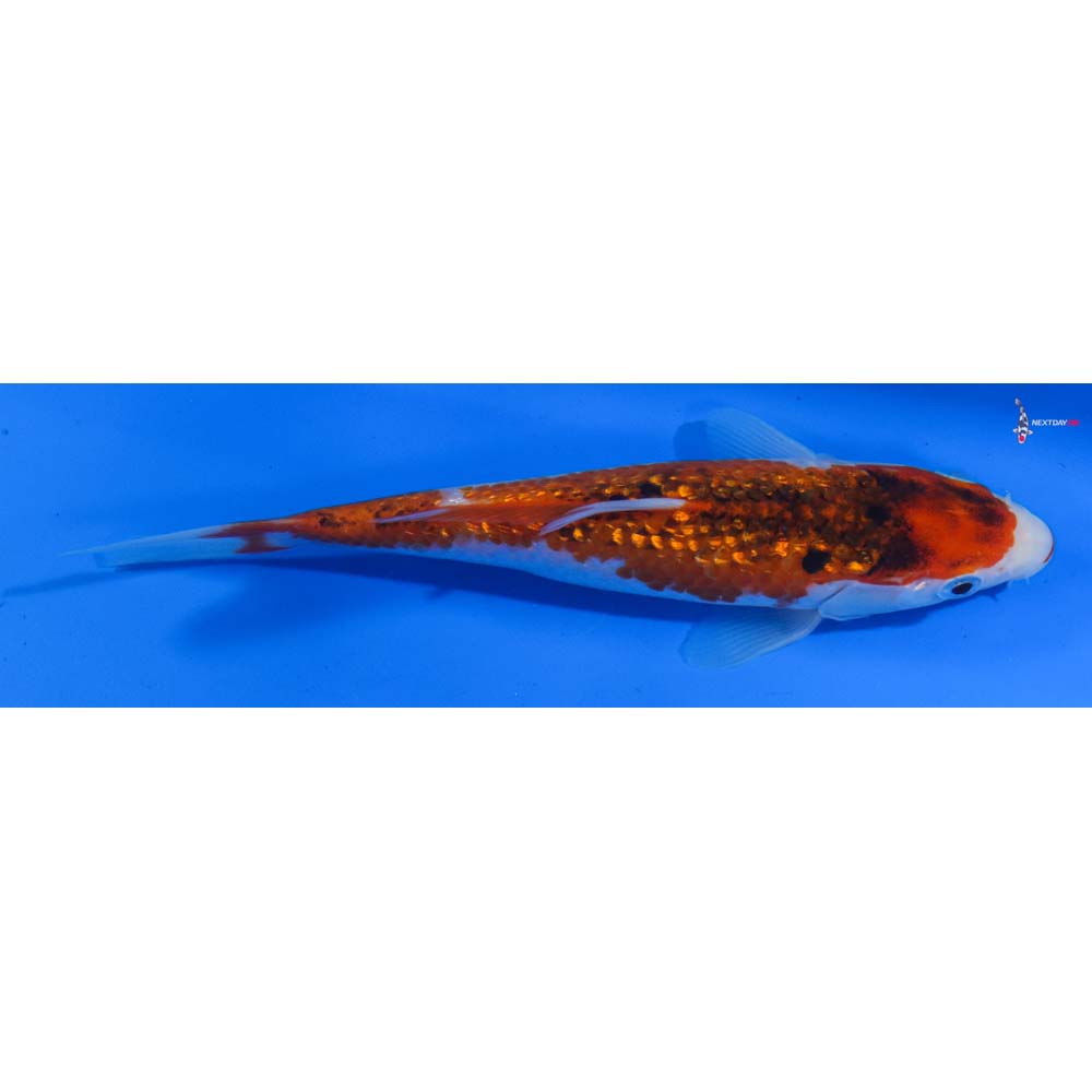 7.5” Imported Gin Rin Goromo