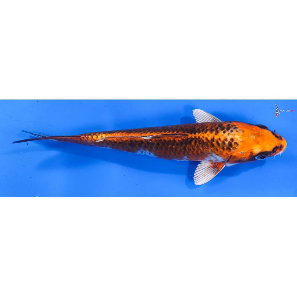 7” Imported Kujaku