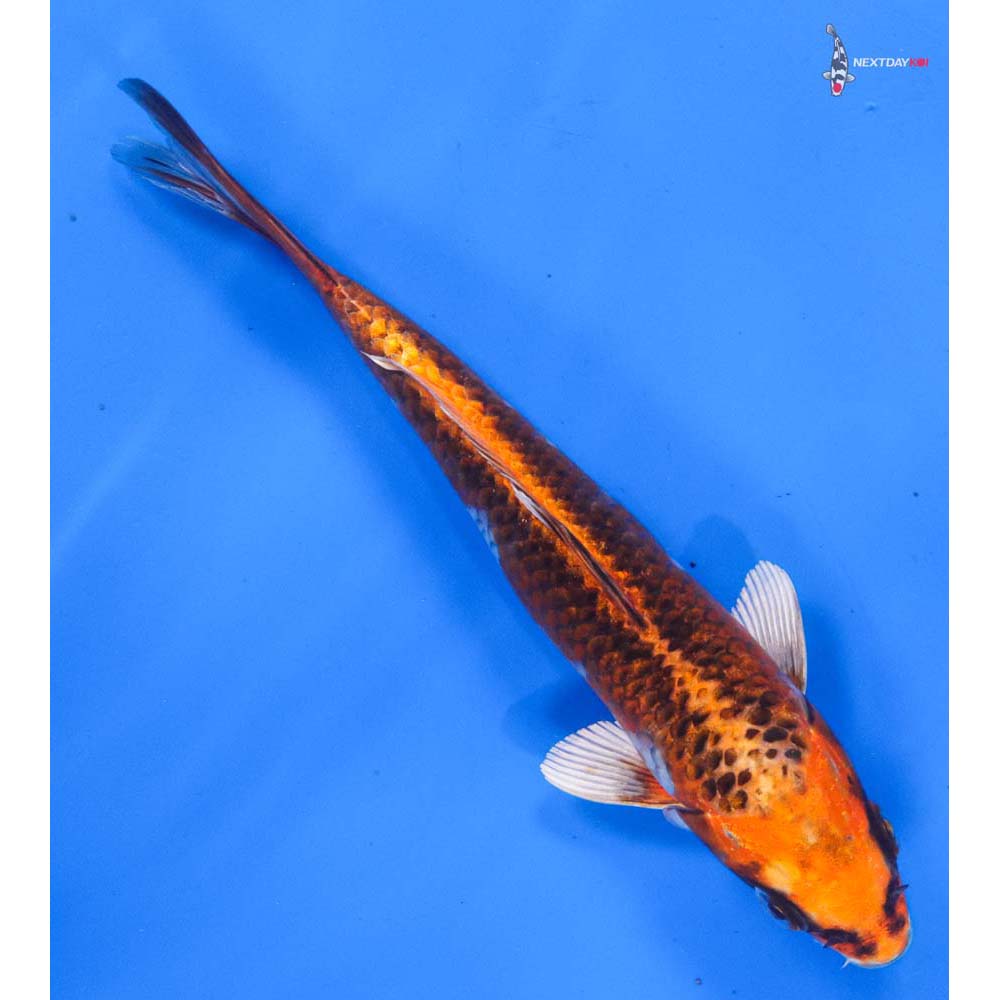 7” Imported Kujaku