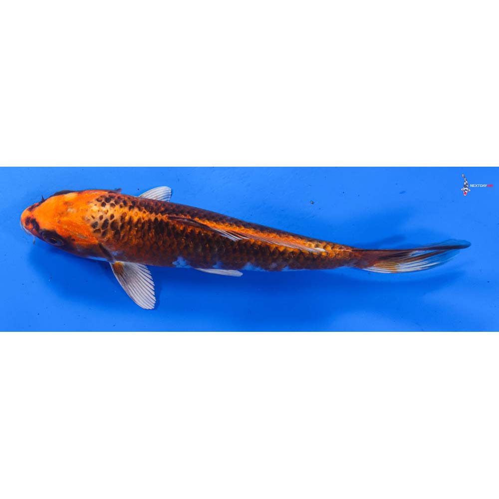 7” Imported Kujaku