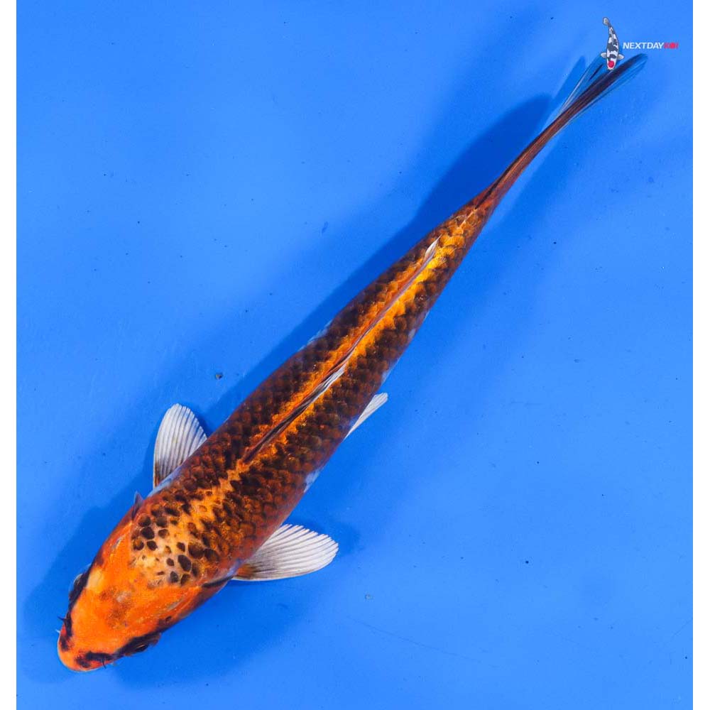 7” Imported Kujaku