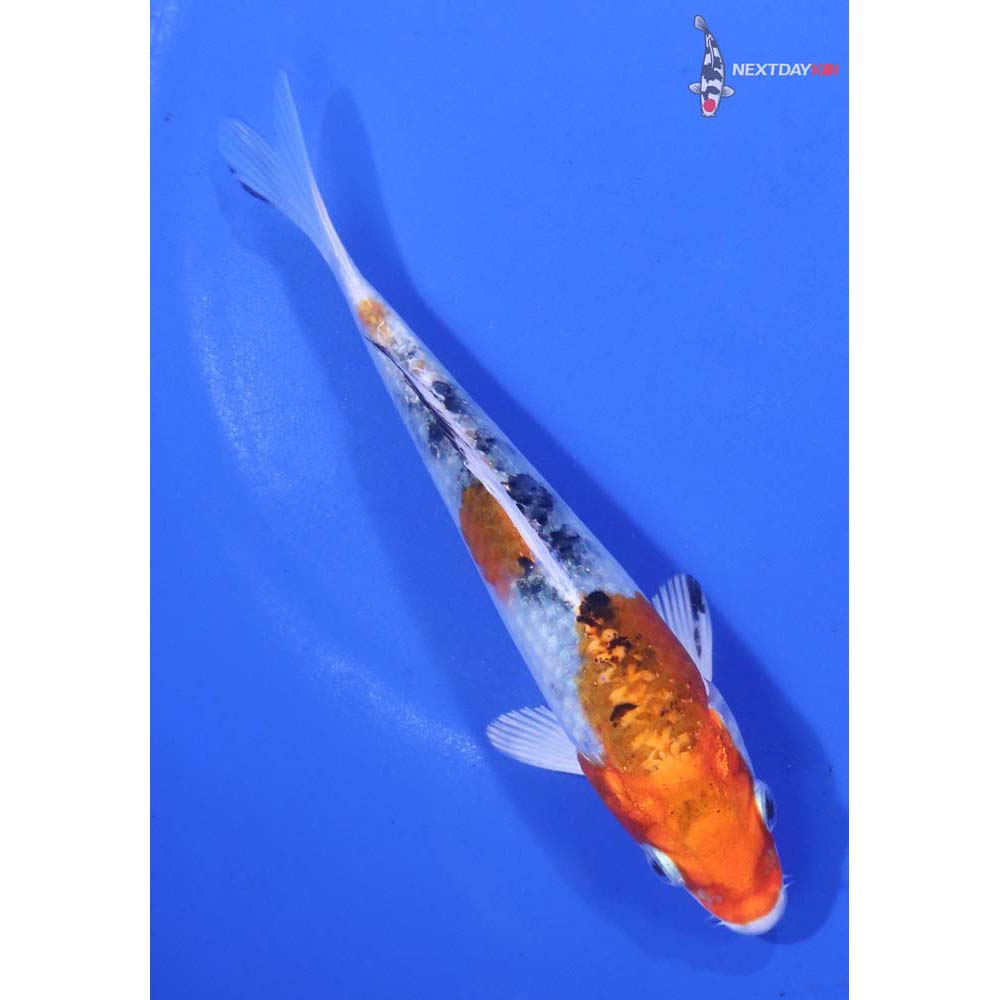 5” Imported Yamato Nishiki