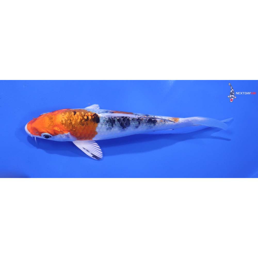 5” Imported Yamato Nishiki