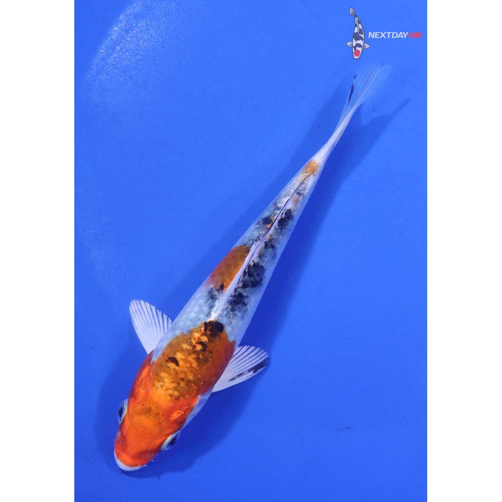 5” Imported Yamato Nishiki