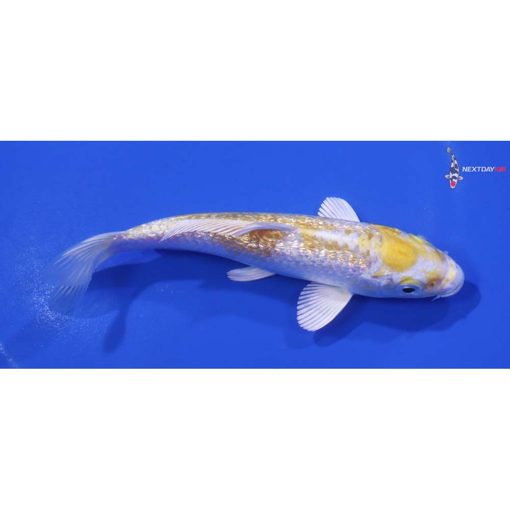 5” Imported Gin Rin Lemon Hariwake