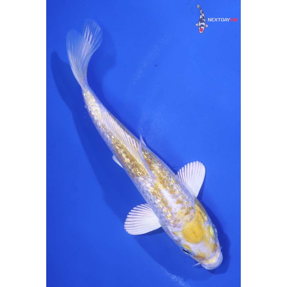 5” Imported Gin Rin Lemon Hariwake