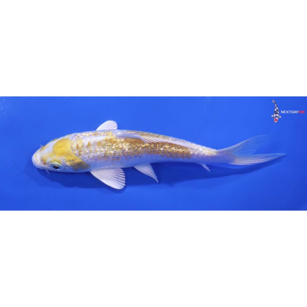 5” Imported Gin Rin Lemon Hariwake