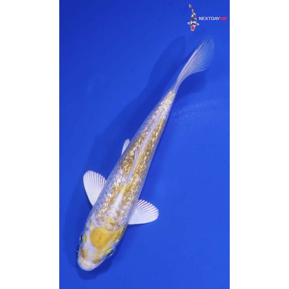 5” Imported Gin Rin Lemon Hariwake