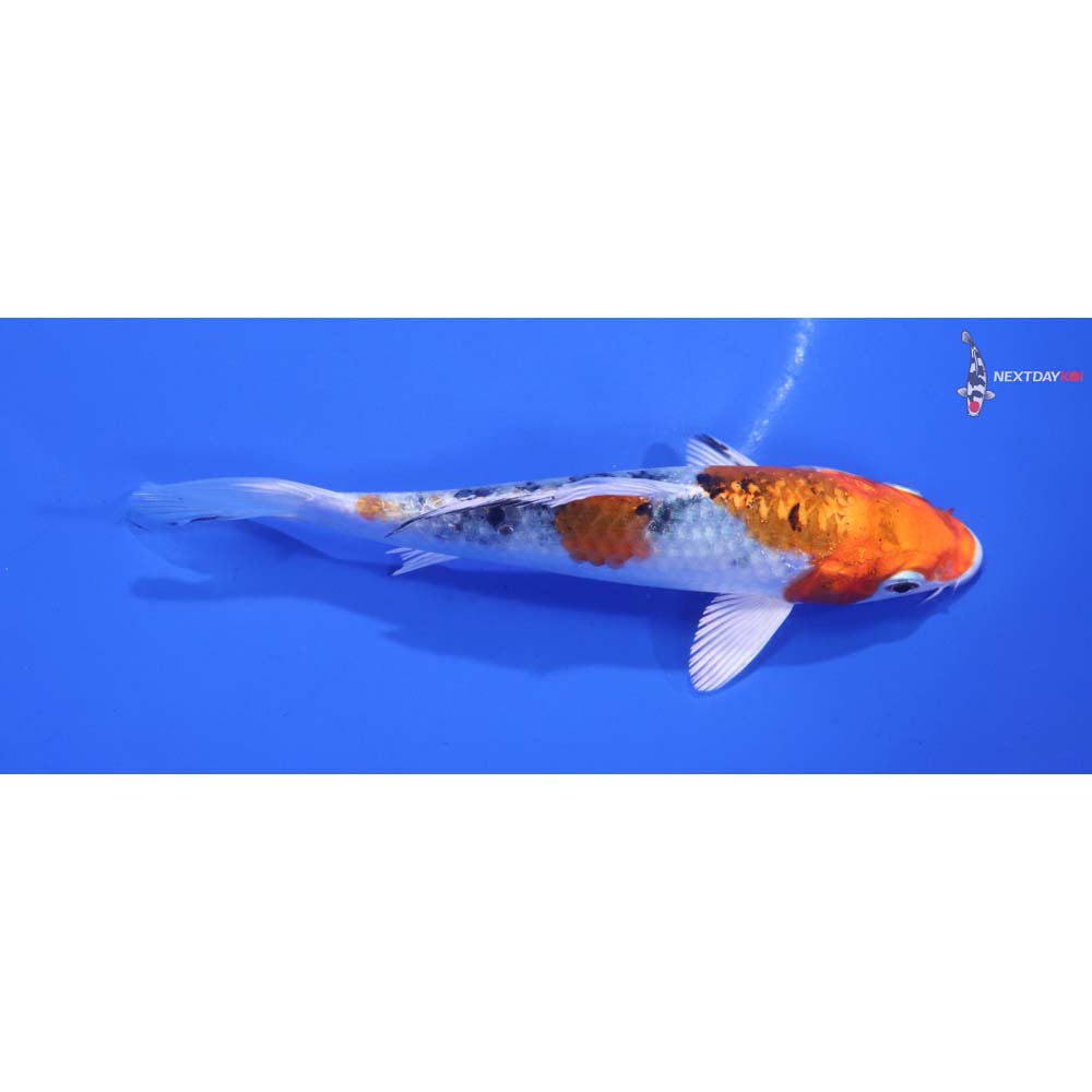 5” Imported Yamato Nishiki