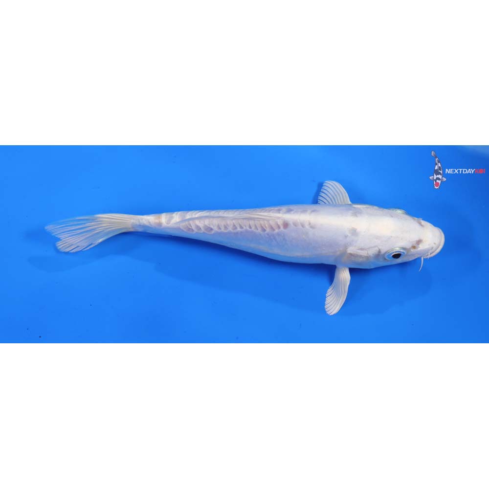 6.5” Imported Doitsu Platinum Ogon