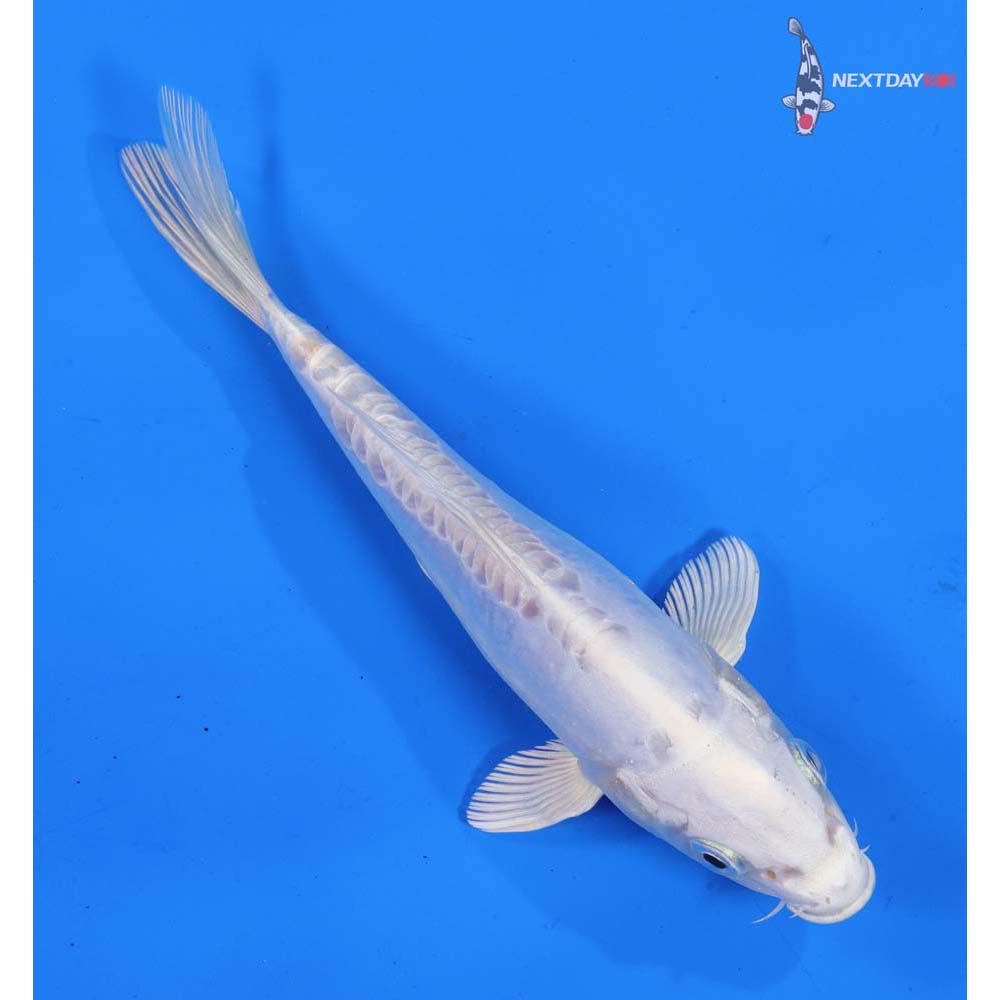 6.5” Imported Doitsu Platinum Ogon