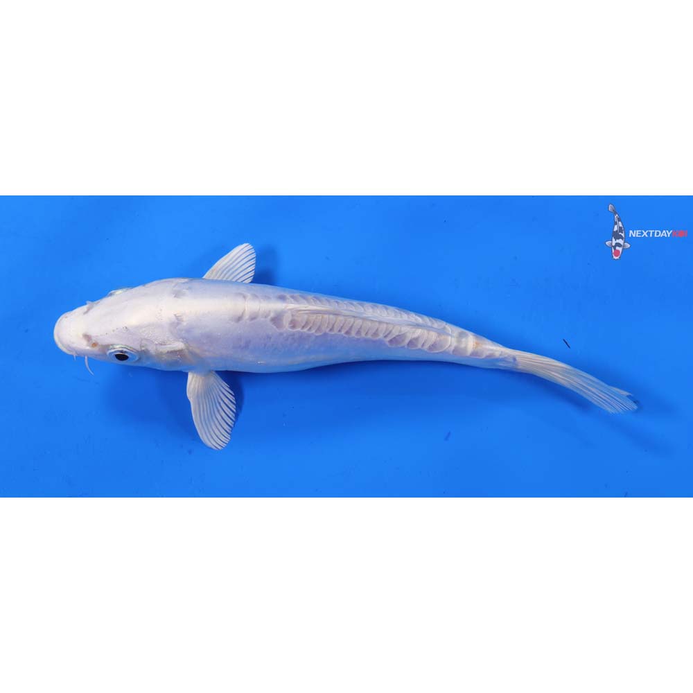 6.5” Imported Doitsu Platinum Ogon