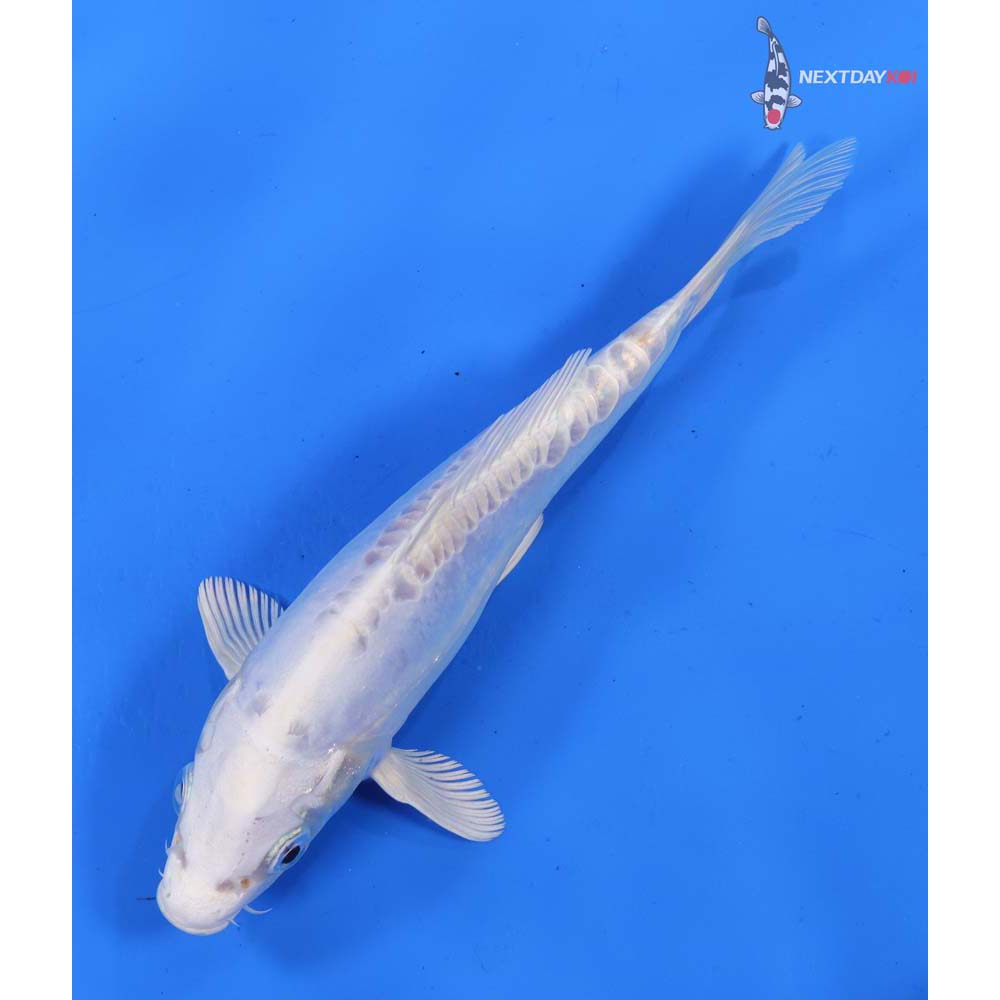 6.5” Imported Doitsu Platinum Ogon