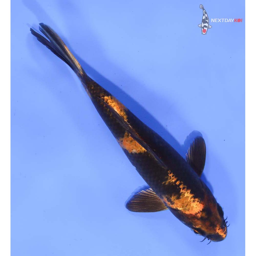 6.5” Imported Kin Hi Utsuri