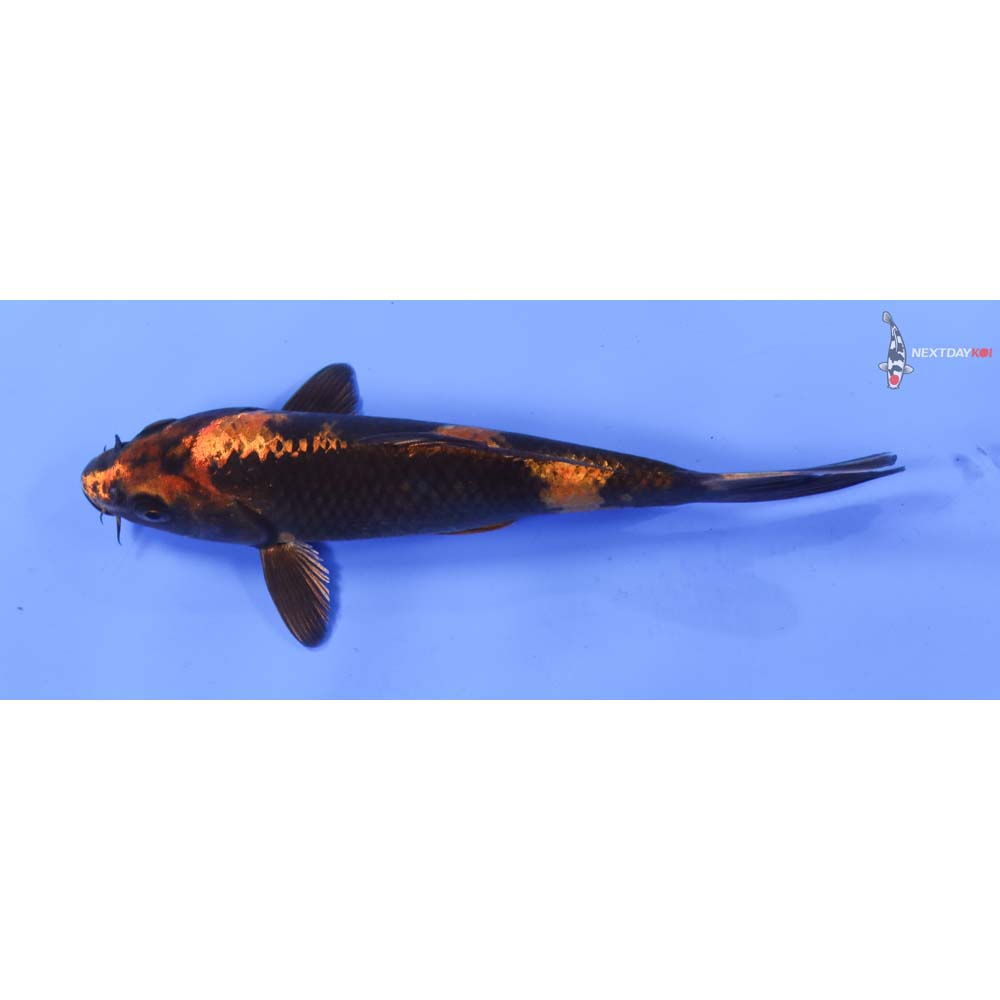 6.5” Imported Kin Hi Utsuri