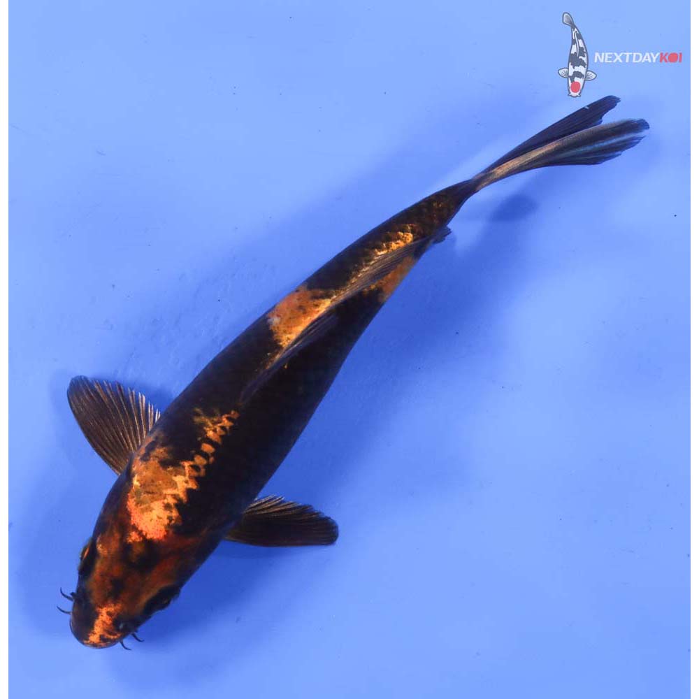 6.5” Imported Kin Hi Utsuri