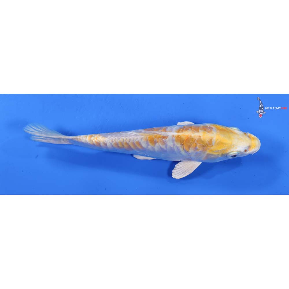6” Imported Armor Scaled Lemon Hariwake