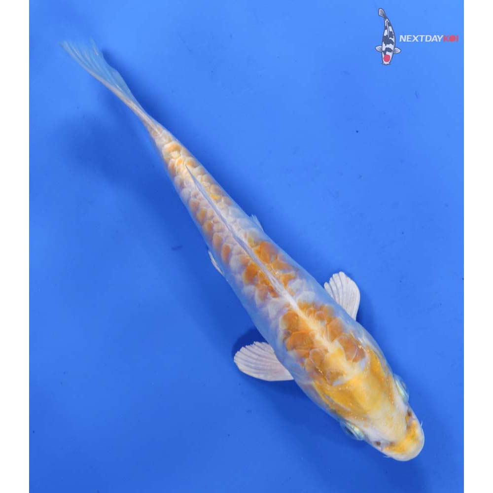 6” Imported Armor Scaled Lemon Hariwake