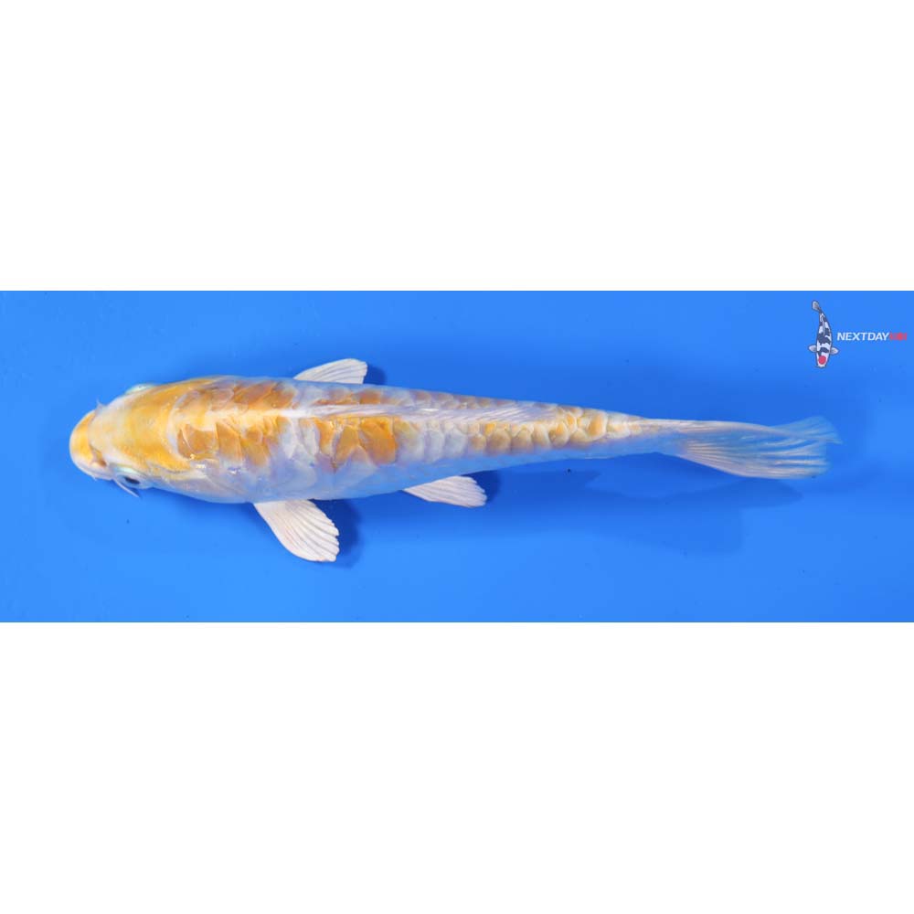 6” Imported Armor Scaled Lemon Hariwake