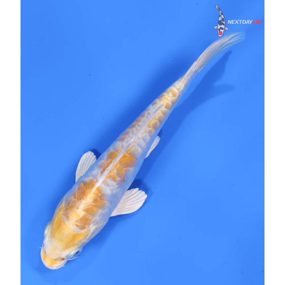 6” Imported Armor Scaled Lemon Hariwake