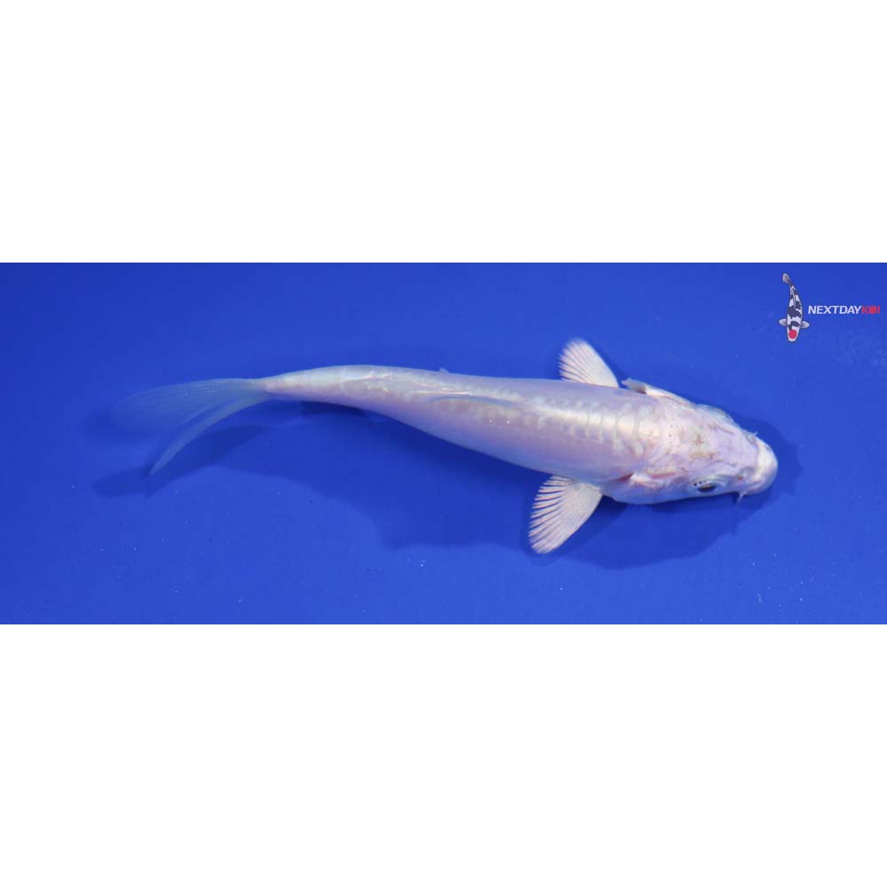 3.5” Imported Doitsu Platinum Ogon
