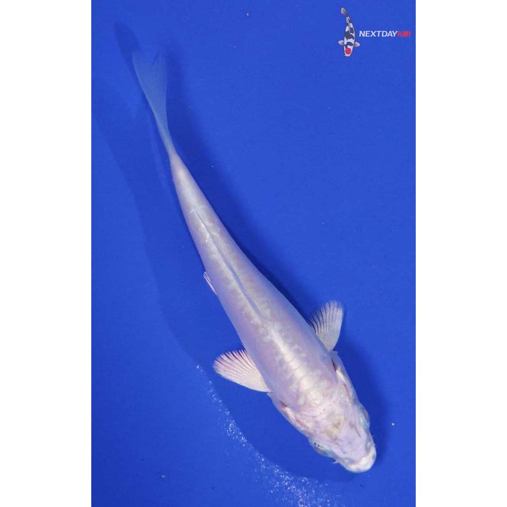 3.5” Imported Doitsu Platinum Ogon
