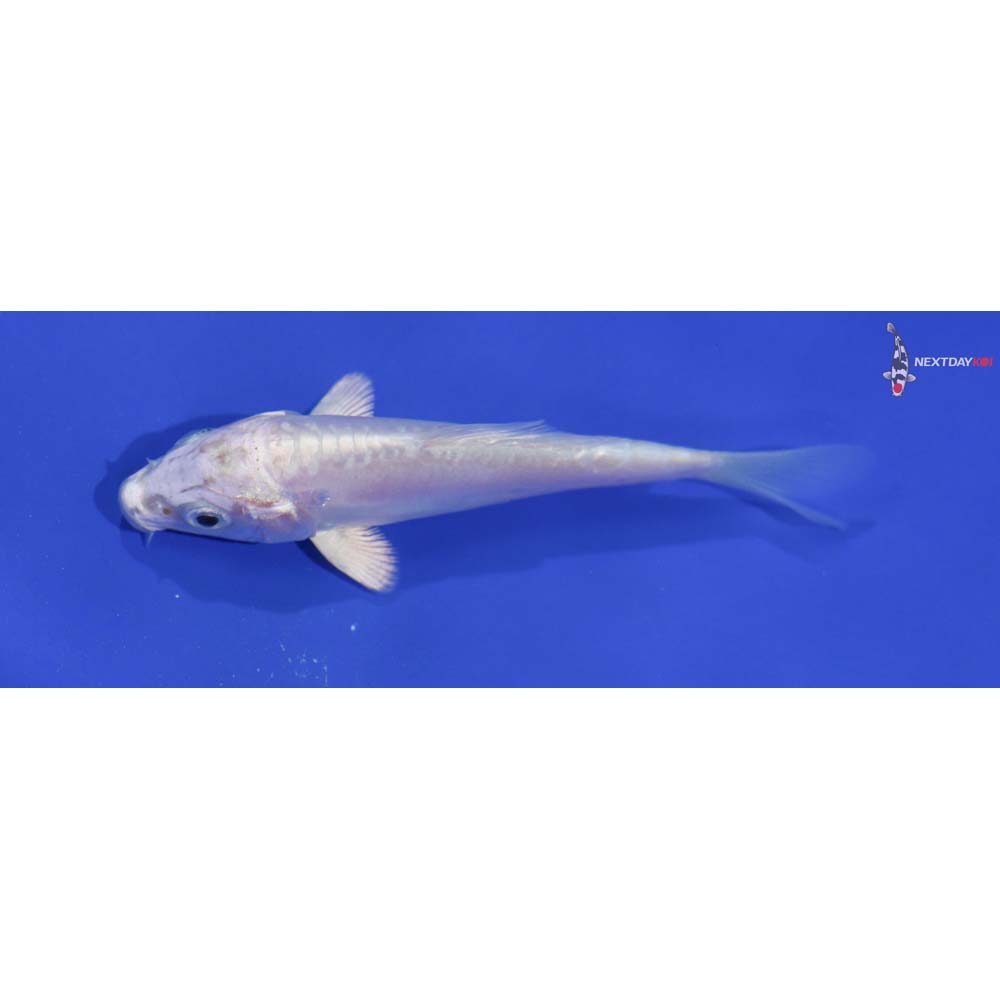 3.5” Imported Doitsu Platinum Ogon