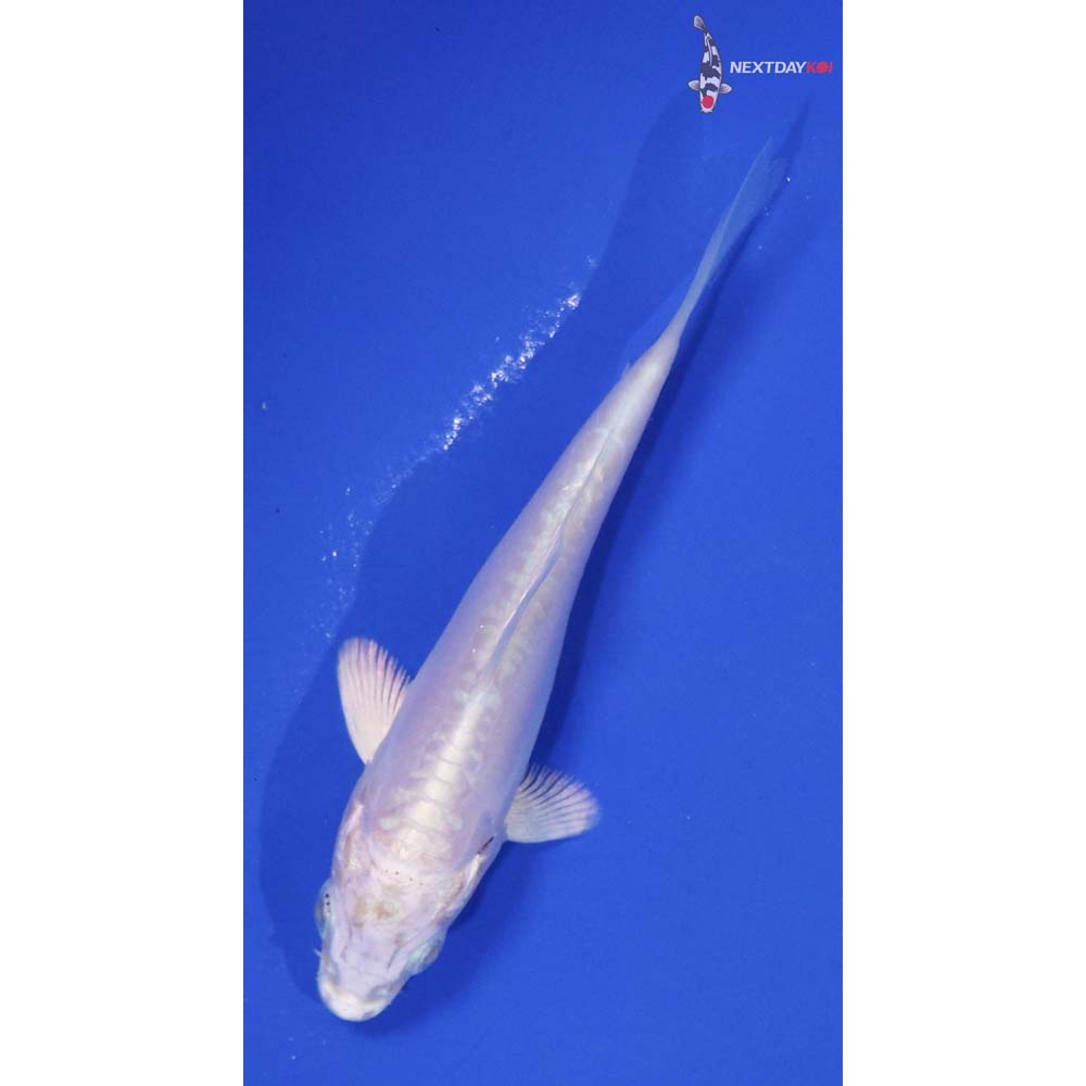 3.5” Imported Doitsu Platinum Ogon
