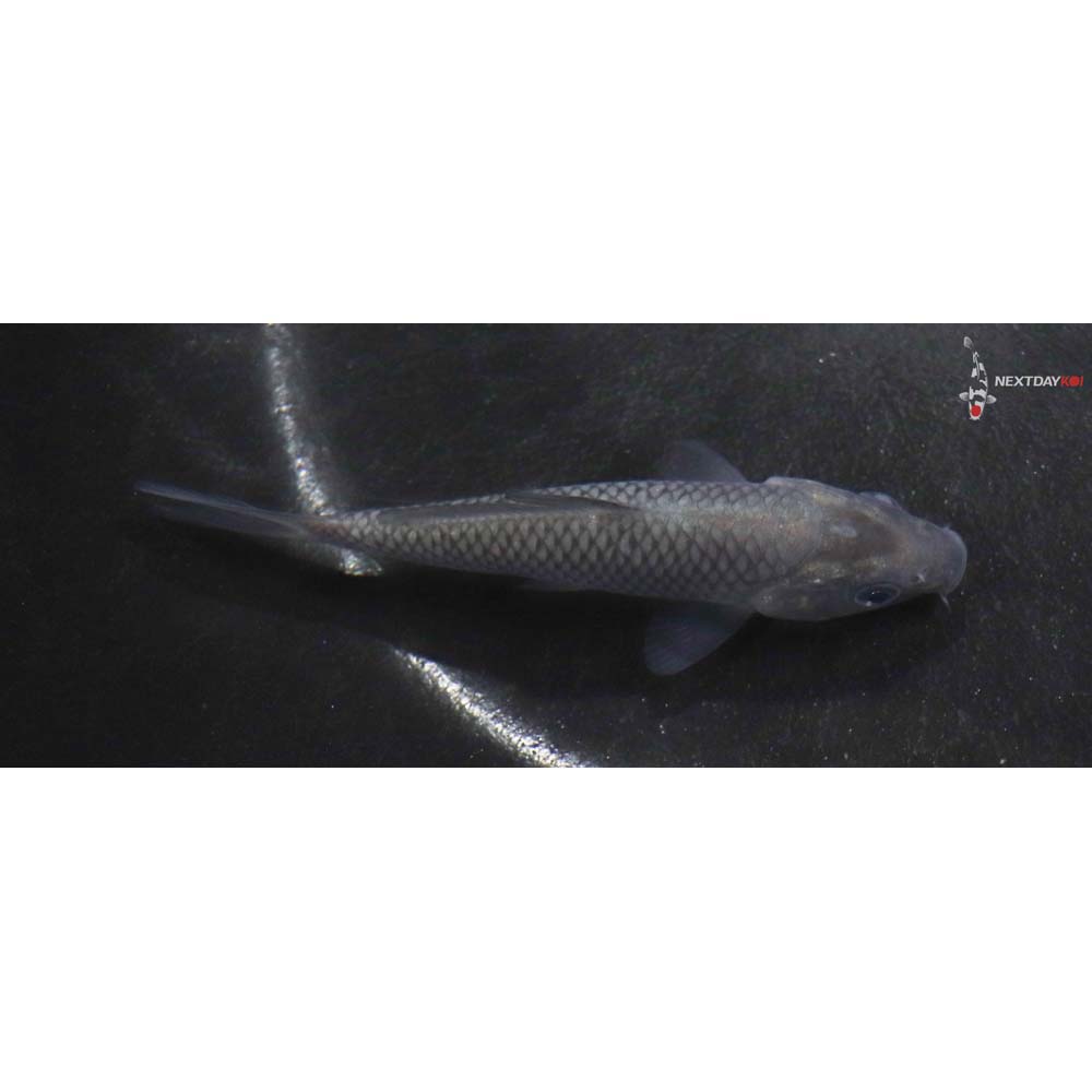 3.5” Imported Soragoi