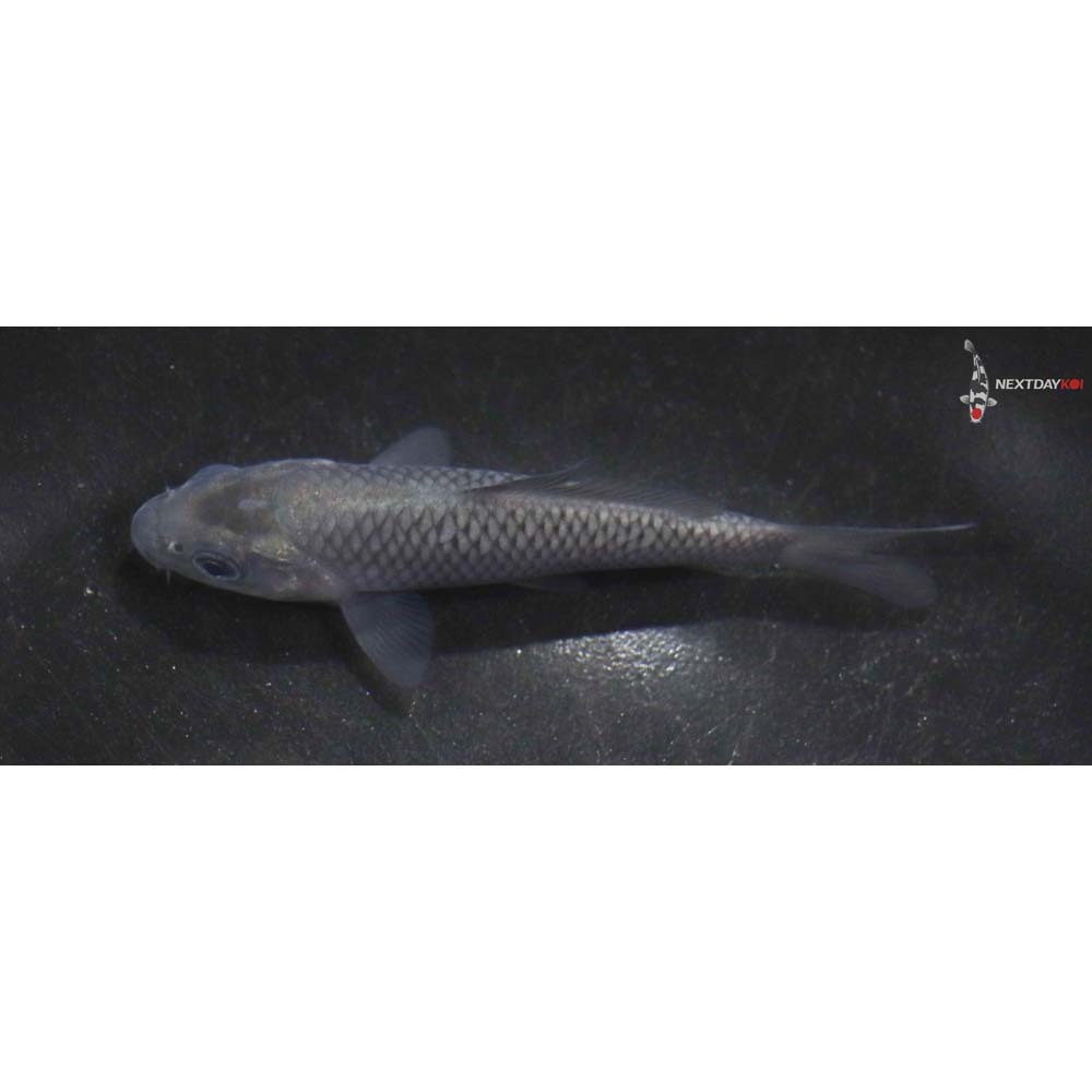 3.5” Imported Soragoi