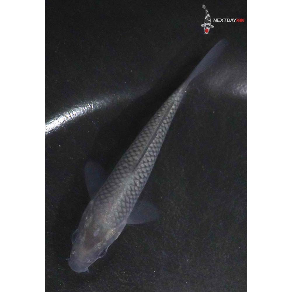 3.5” Imported Soragoi