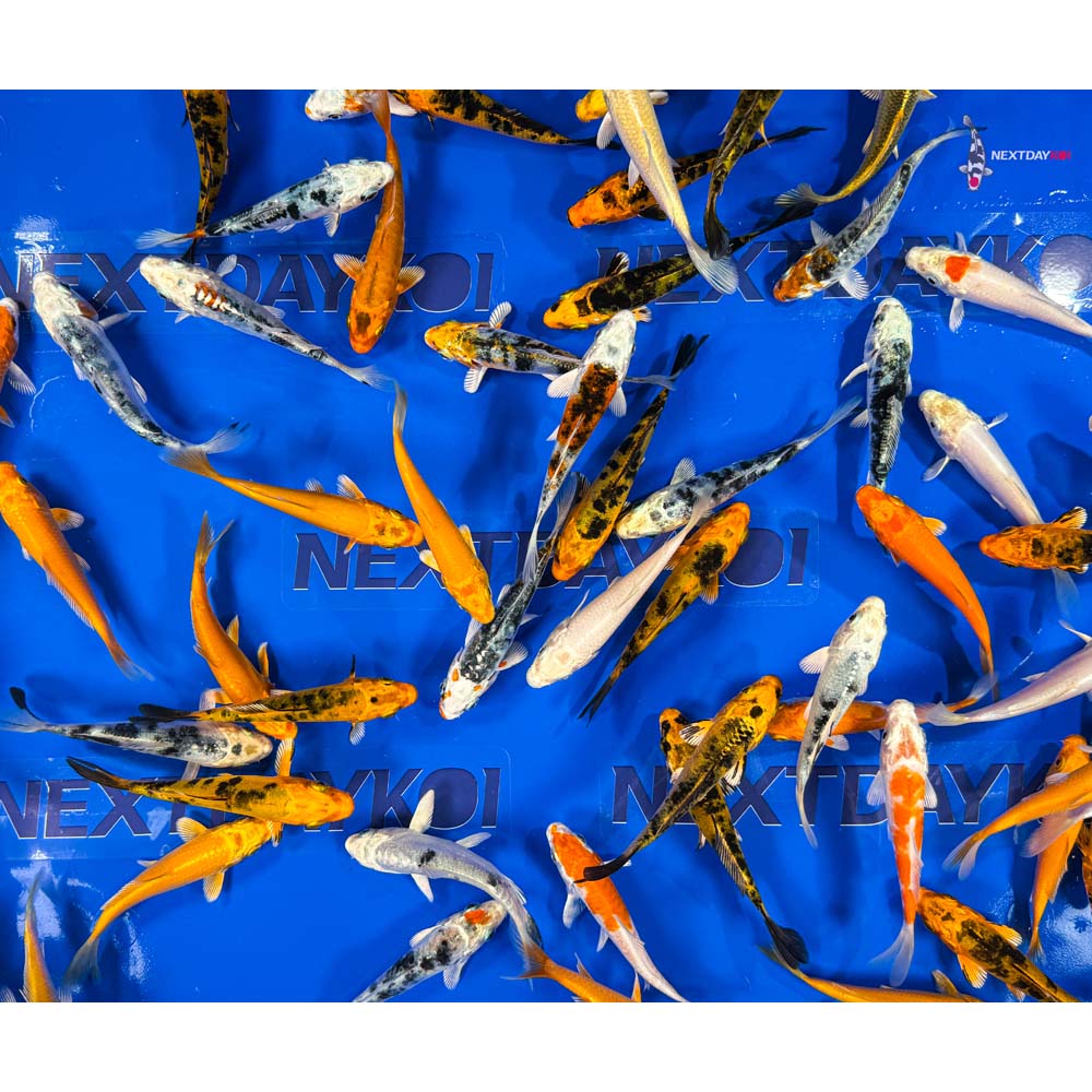 6-7" Imported Hikari Koi Mix