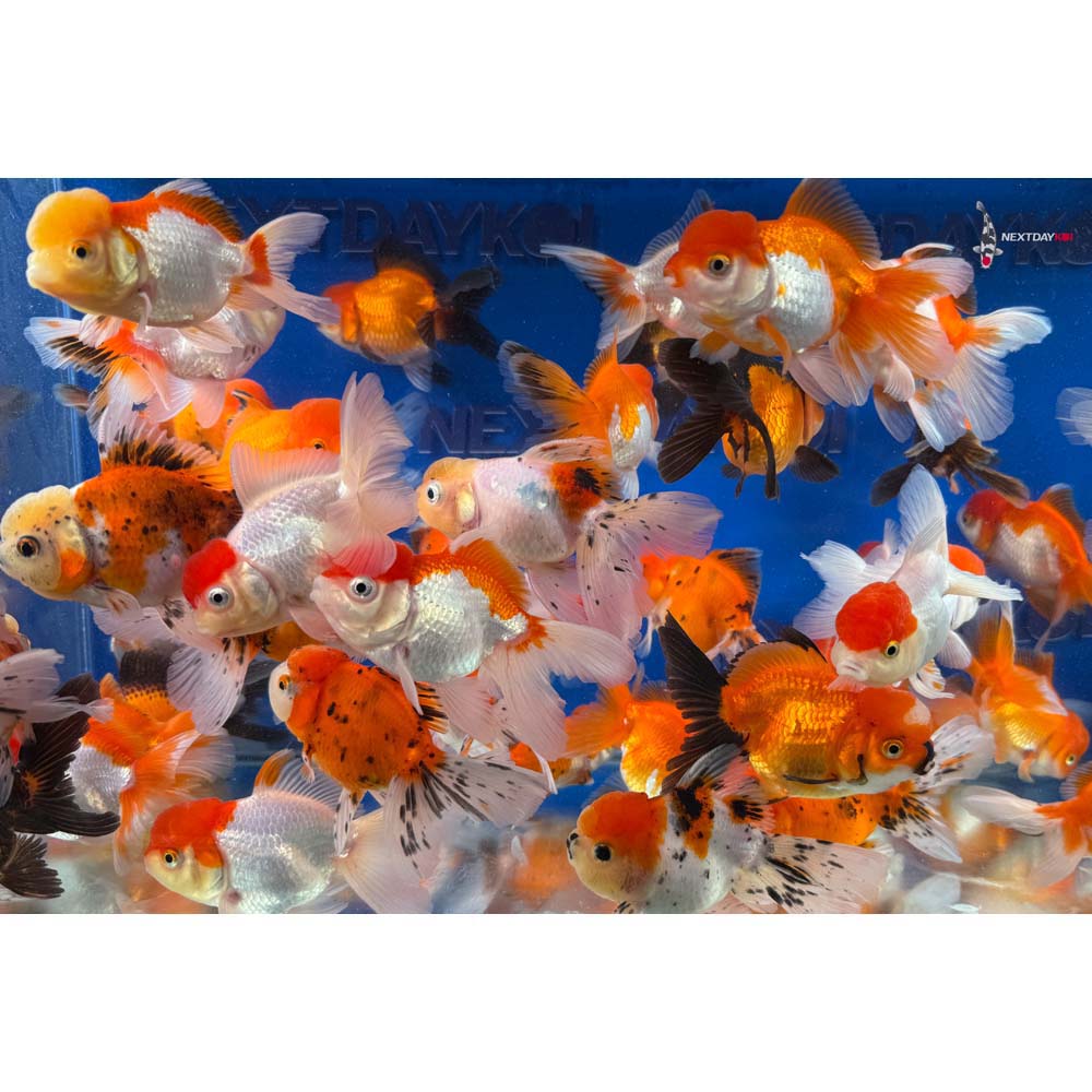 4-5" Imported Premium Oranda Goldfish