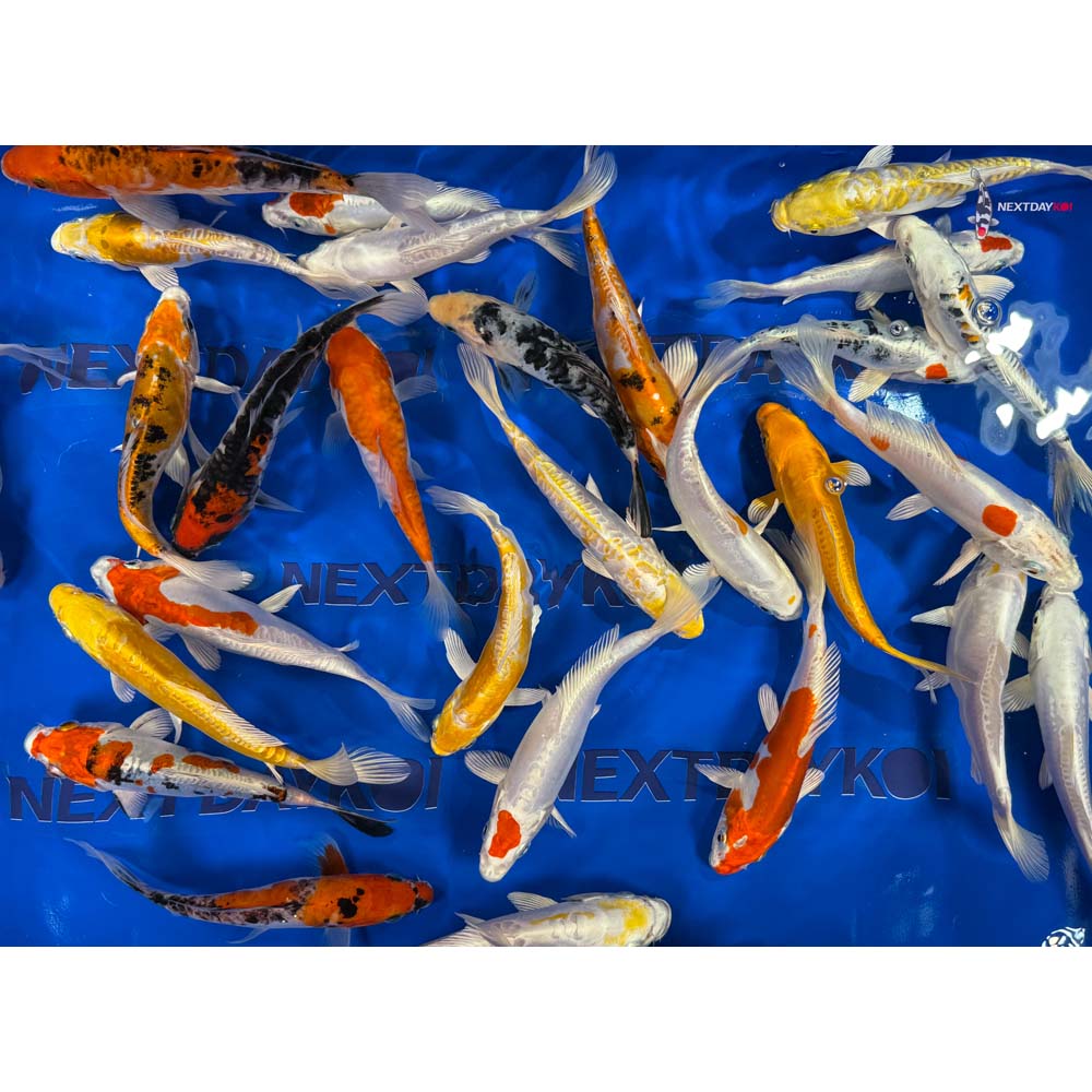 Imported Doitsu Koi Mix - Image 15