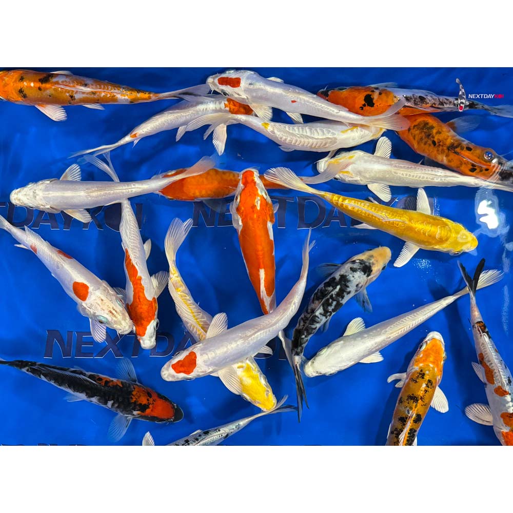 Imported Doitsu Koi Mix - Image 14