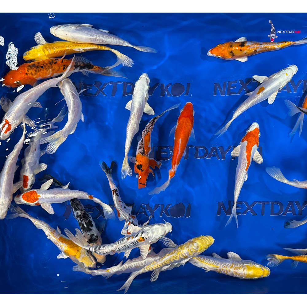 Imported Doitsu Koi Mix - Image 13