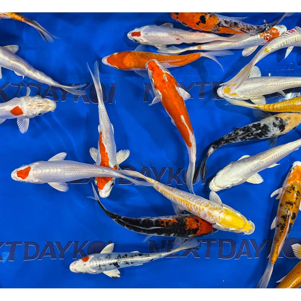 Imported Doitsu Koi Mix - Image 12
