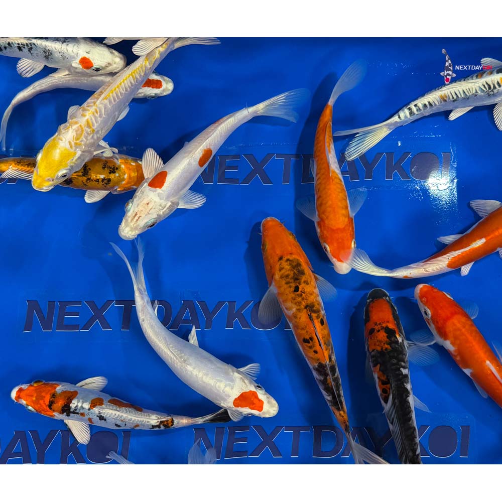 Imported Doitsu Koi Mix - Image 11